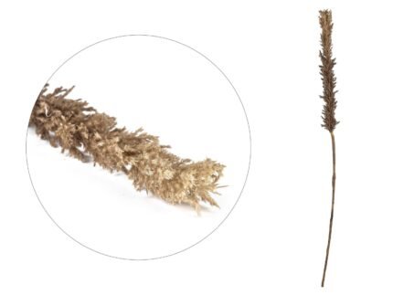 Kvist Decorative Grasses 100 cm – Dark
